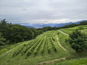 長野県東御市に広がるブドウ畑の風景