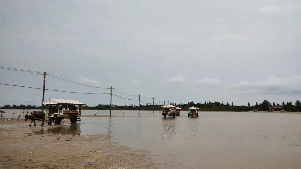 浅瀬を複数の水牛車が由布島へ向かって進む様子