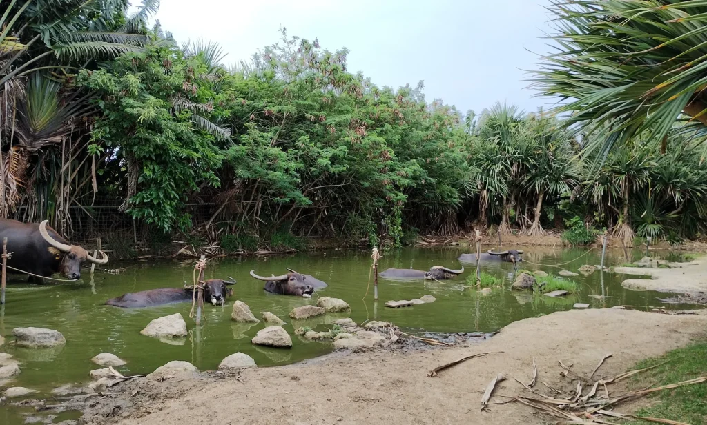 由布島の池で水浴びする複数の水牛