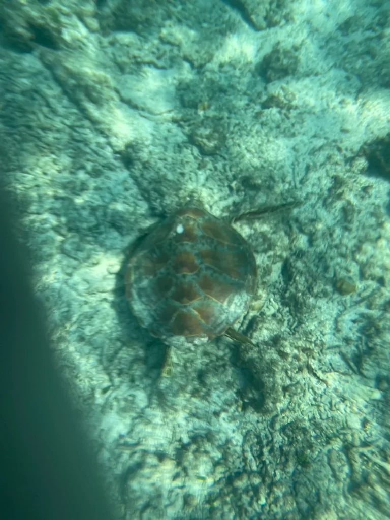 ニシ浜の海中を泳ぐウミガメ