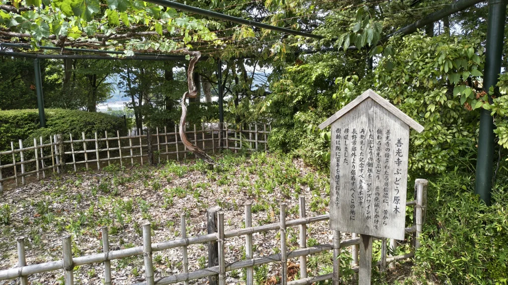 マンズワイン小諸ワイナリーの万酔園にある善光寺ぶどうの原木と案内板