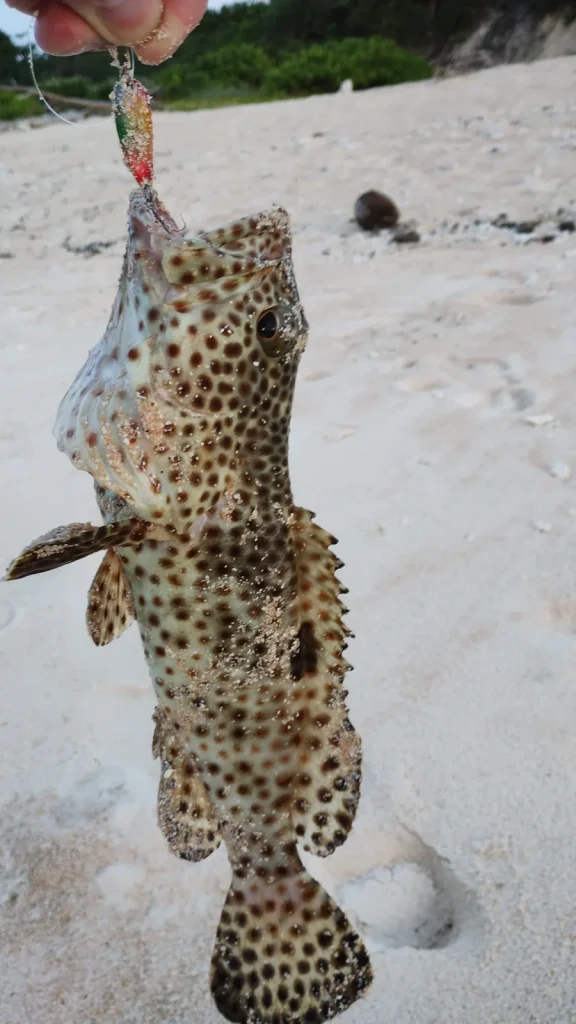 波照間島で釣り上げたイシミーバイ