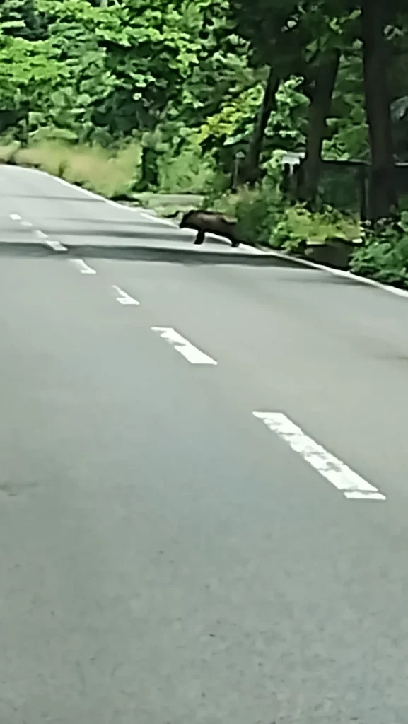 西表島の道路を横切る野生のイノシシ