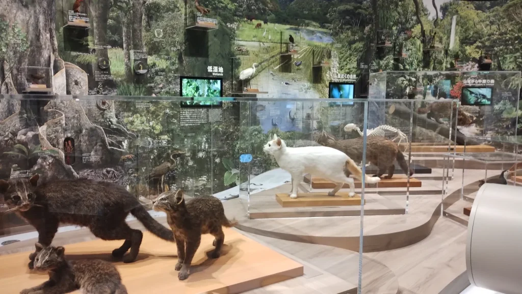 西表野生生物保護センターに並ぶ西表島の動物の剥製展示