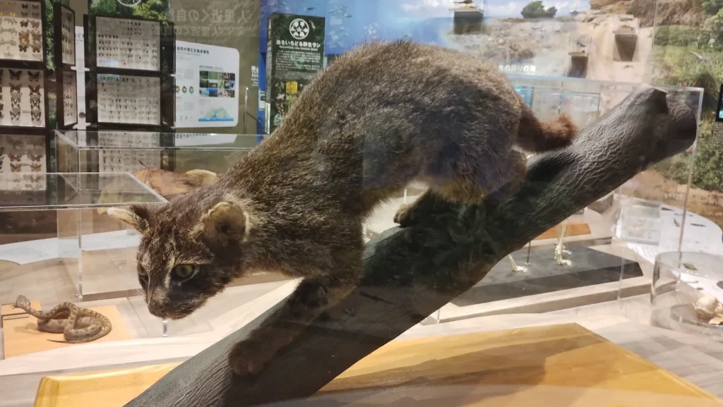 西表野生生物保護センターに展示されたイリオモテヤマネコの剥製